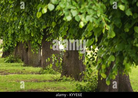 Rangée d'arbres sur Village Green, West Auckland, County Durham Banque D'Images