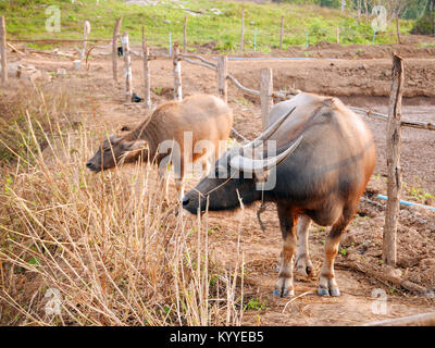 L'eau mère buffalo passer du temps mange de l'herbe avec son veau Banque D'Images