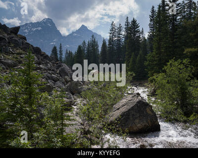 Ruisseau coule dans la forêt, le lac Moraine, Banff National Park, Alberta, Canada Banque D'Images