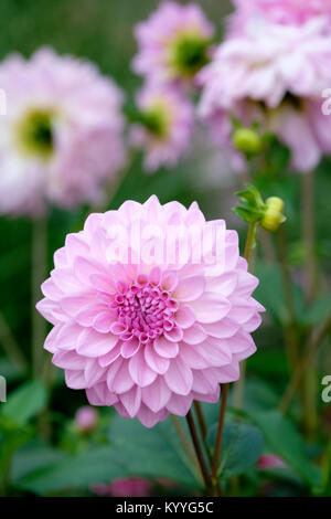 Dahlia oiseau de l'océan, close-up pink double flowerhead avec d'autres algues hors focus Banque D'Images