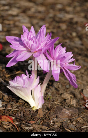 Close-up trois lilas fleurs crocus d'automne, l'arrière-plan de l'écorce marron, Colchicum, NÉNUPHAR nénuphar safran des Prés Banque D'Images