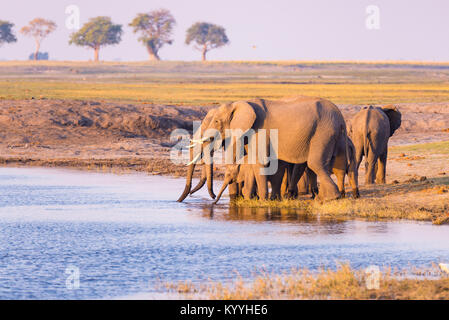 Groupe d'éléphants d'eau potable de la rivière Chobe au coucher du soleil. Safari de faune et croisière en bateau dans le Parc National de Chobe, Botswana Namibie bor Banque D'Images