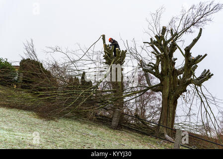 Morrum, Suède - 8 janvier 2018 : Documentaire de la vie quotidienne et de l'environnement. Haut de l'arboriculteur dans un arbre sur une pente pendant l'utilisation d'une scie à chaîne. Banque D'Images