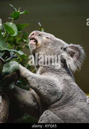 Yabbra le koala au Zoo d'Edimbourg Banque D'Images