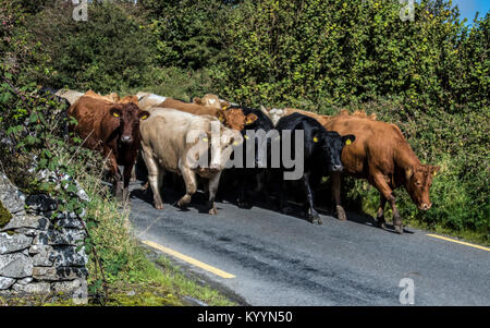 Les vaches ainsi, quitter la route pour eux Banque D'Images