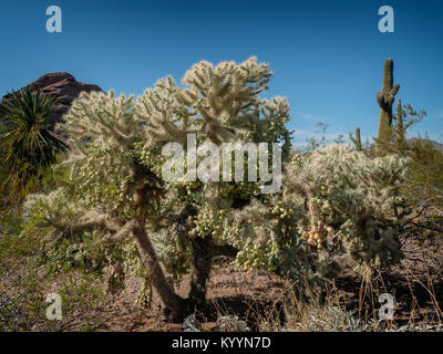 Tortue à white cluster cactus Opuntia Banque D'Images