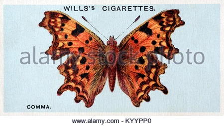 Papillon virgule, illustration vintage de 1927 Banque D'Images