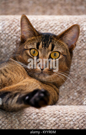 La partie ludique mignon chaton mâle Abyssin allongé sur les escaliers à la recherche de grands yeux à l'appareil photo Banque D'Images