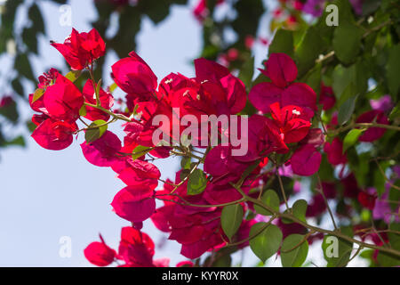 Bougainvillea spectabilis plante rouge montrant les fleurs et les feuilles, Kenya, Afrique de l'Est Banque D'Images