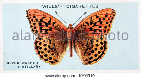 Papillon fritillaire lavé à l'argent, illustration vintage de 1927 Banque D'Images