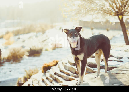 Beau chiot croiser en marchant dans la rue en hiver Banque D'Images