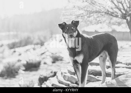 Beau chiot croiser en marchant dans la rue en hiver Banque D'Images