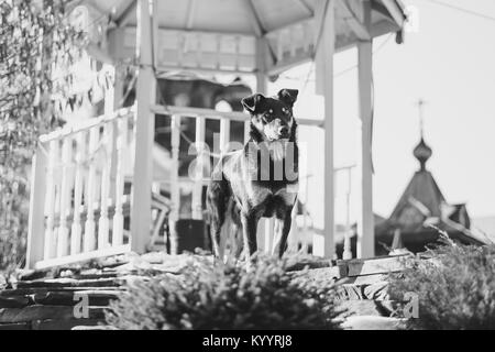 Beau chiot croiser en marchant dans la rue en hiver Banque D'Images