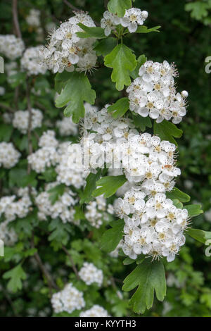 L'aubépine (Crataegus monogyna) commun Banque D'Images