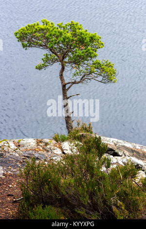 Le pin sylvestre à Loch Maree, Wester Ross, Scotland Banque D'Images