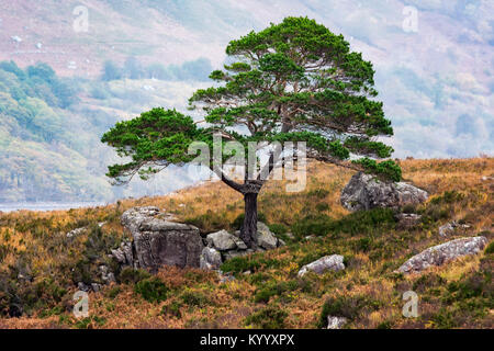 Le pin sylvestre à Loch Maree, Wester Ross, Scotland Banque D'Images