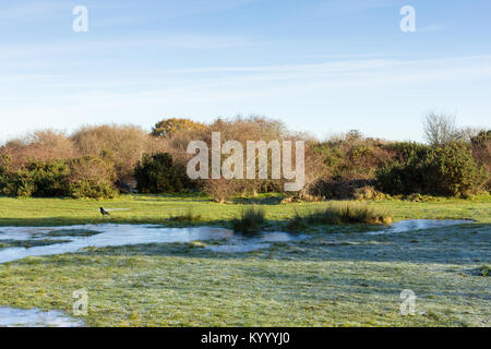 Frosty matin sur paysage commun Turbary, Dorset, UK Banque D'Images