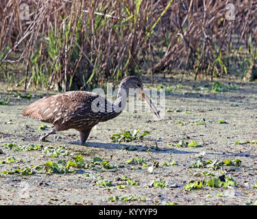 (Aramus guarauna Limpkin) marche à travers marais à Paynes Prairie en Floride Banque D'Images