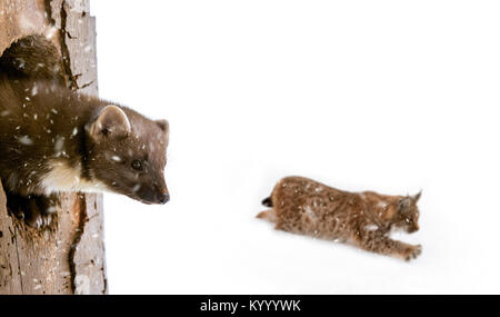 European martre des pins (Martes martes) issues des pic-bois nid dans l'arbre en hiver et à la neige au cours de la chasse au lynx Banque D'Images