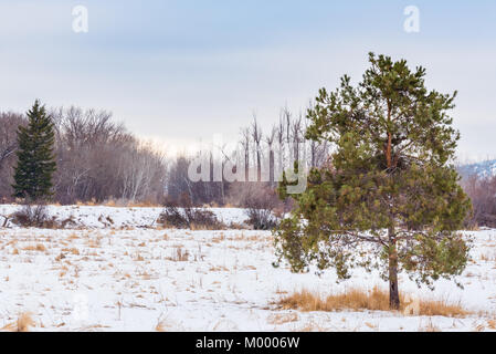 Arbre de pin ponderosa dans la neige couverts prairie avec arbres sans feuilles en arrière-plan Banque D'Images