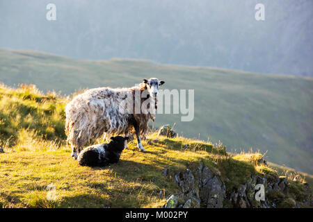 Un mouton et agneau Herdwick sur éboulis rouge dans le Lake District, UK. Banque D'Images