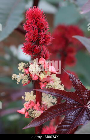 Ricinus communis, le ricin ou une vivace, très toxique, en fleurs dans un jardin à la fin de l'été à la frontière, England, UK Banque D'Images