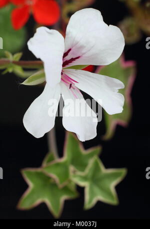 Pelargonium 'L'élégante',un lierre panaché Pélargonium à feuilles à l'habitude, en fleurs dans un jardin anglais à la fin de l'été, England, UK Banque D'Images