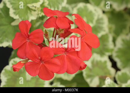 Panaché rouge pélargonium en fleur dans un pot à la fin de l'été (septembre), England, UK Banque D'Images