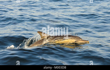 Dolphin, nager dans l'océan et la chasse aux poissons.. Le Dolphin jumping revient de l'eau. Le dauphin commun à long bec (nom scientifique : Delph Banque D'Images