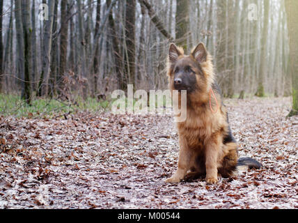 Portrait of Young Fluffy Berger Allemand dans la forêt. Promenades avec un animal à l'extérieur. Banque D'Images
