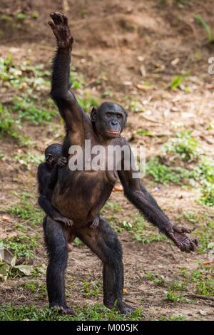 Bonobo debout sur ses jambes dans l'eau avec un ourson sur un dos. Fond naturel vert. Le Bonobo (pan paniscus), précédemment connu sous le nom de chimpanzé pygmée Banque D'Images