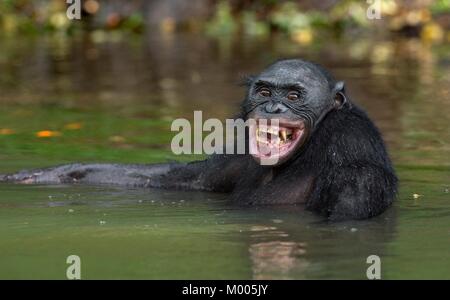 Le chimpanzé bonobo se baigne avec plaisir et sourires. Le bonobo (pan paniscus), anciennement appelé le chimpanzé pygmée et moins souvent, le nain ou g Banque D'Images