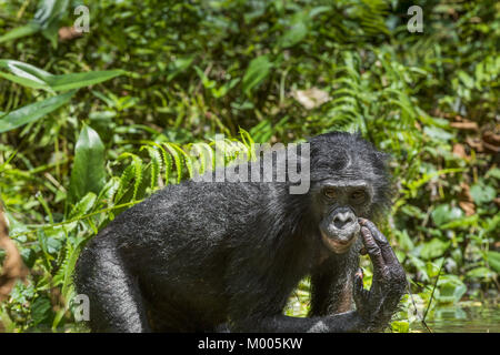 Le portrait de Bonobo (pan paniscus) sur le livre vert naturel. République démocratique du Congo. Afrique du Sud Banque D'Images