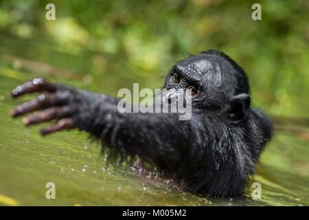 Les bonobos dans l'eau. L'habitat naturel. Fond naturel vert. Le Bonobo (pan paniscus), appelé le chimpanzé pygmée. République démocratique du Congo. Banque D'Images