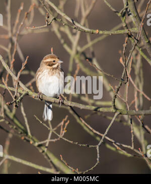 Les femelles de la Reed (Emberiza schoeniclus), perché dans l'arbre à Staveley Réserve Naturelle, Royaume-Uni. Banque D'Images