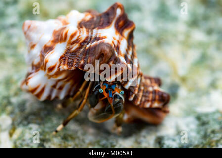 Close-up de l'ermite Calcinus laevimanus Banque D'Images