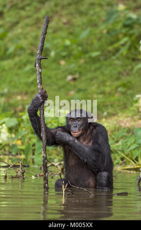 Le chimpanzé Bonobo dans l'eau. Le bonobo (pan paniscus), anciennement appelé le chimpanzé pygmée et moins souvent, le chimpanzé nain ou gracile.D Banque D'Images