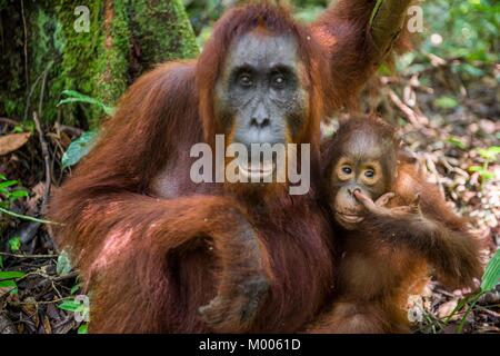 Mère et de l'orang-outan cub dans un habitat naturel. Orang-outan (Pongo pygmaeus) wurmbii dans la nature sauvage. Les forêts tropicales de l'île de Bornéo. L'Indonésie. Banque D'Images