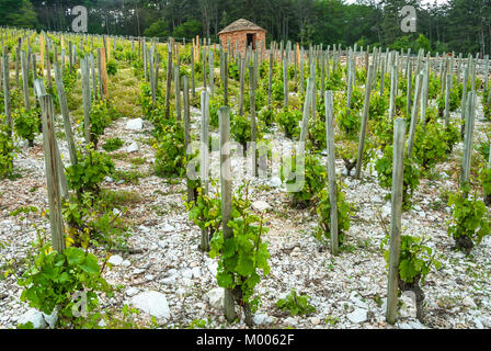 Les Larrets vineyard et pierre vendangeurs refuge cabane de Morey-St-Denis, Côte d'Or, France. [Côte de Nuits] Banque D'Images