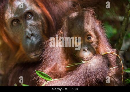 Mère et de l'orang-outan cub dans un habitat naturel. Orang-outan (Pongo pygmaeus) wurmbii dans la nature sauvage. Les forêts tropicales de l'île de Bornéo. L'Indonésie. Banque D'Images