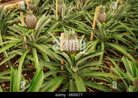 Close-up of young à l'intérieur de la culture d'Ananas Arruda plantation d'ananas, à effet de Ponta Delgada, São Miguel, Açores, Portugal Banque D'Images