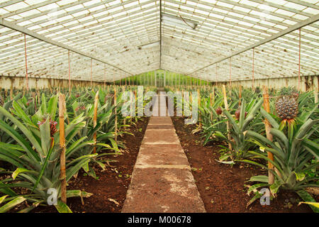 Un Ananases Arruda - Plantation d'Ananas, Fajã de Baixo, Ponta Delgada, Sao Miguel, Açores, Portugal Banque D'Images