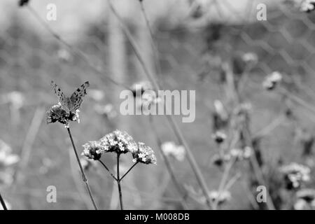 Comma butterfly se trouve sur la verveine fleurs - focus sélectif et copy space - traitement monochrome Banque D'Images