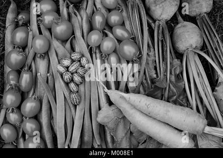 Tomates mûres, haricots, carottes, betteraves et cucamelons recueillies à partir de l'adjudication est fraîchement - traitement monochrome Banque D'Images