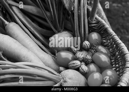 Les légumes fraîchement récoltés à partir de l'attribution dans un panier tissé - carottes, betteraves, tomates bien mûres et cucamelons - traitement monochrome Banque D'Images