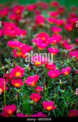 Groupe de mise ou appelé ' helianthemum ' dans le nom scientifique, sélective et soft focus dans l'effet vignette. Banque D'Images