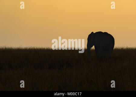 Un seul homme elphant au crépuscule à la recherche d'un troupeau de baccalauréat sur le Masai Mara, Kenya Banque D'Images