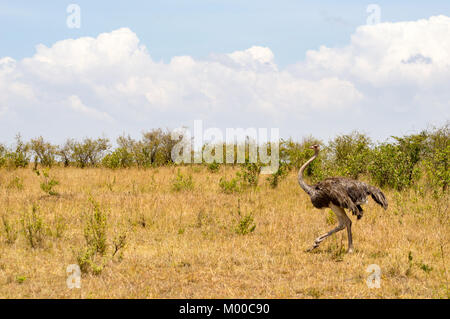 Dans la savane de l'autruche de mara un parc dans le nord-ouest du Kenya Banque D'Images