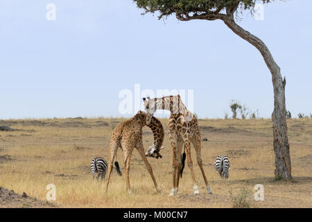 Deux girafes mâles combats dans le Masai Mara, Kenya Banque D'Images