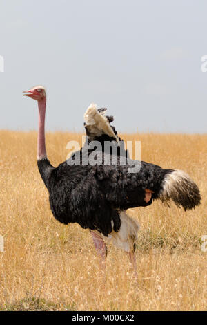 Un seul mâle Autruche Masai sur les plaines du Masai Mara Banque D'Images